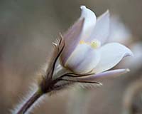 Frhlingskchenschelle - Zum Vergroessern klicken!